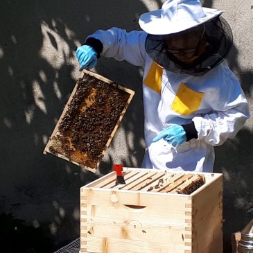 Alles Honig | Vse o medu