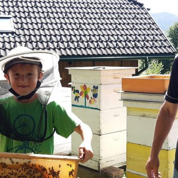 Was machen die Bienen derzeit?Kaj v teh dneh počnejo čebele?