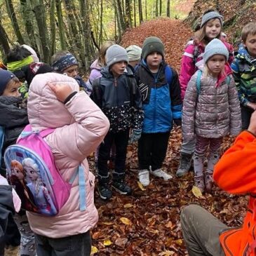 Im Wald V gozdu